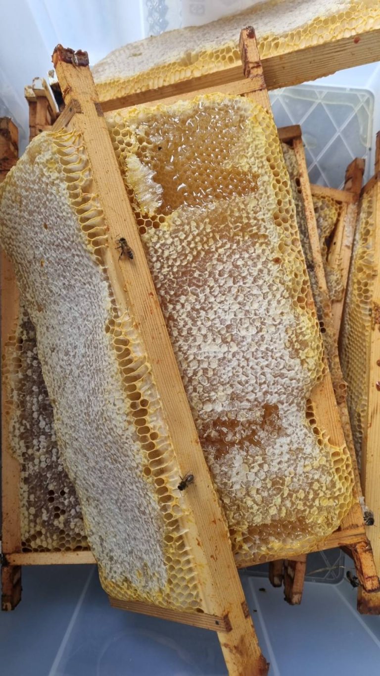 chestnut farm 2 768x1365