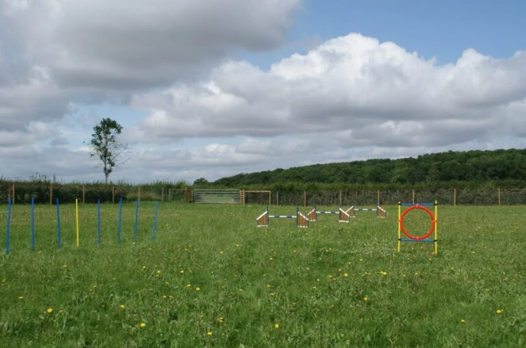 Exercising dog 768x509